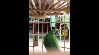 Download lagu Chim Thanh Tước mp3