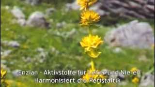 DiVet für Ihr Pferd