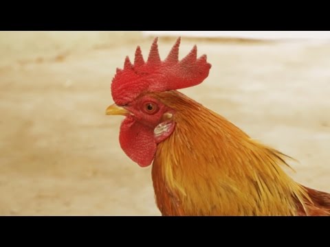 7 Most Funny Indian TV ads of this decade - Part 4 (7BLAB)