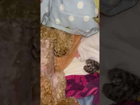 経営学科 飼い主のベッドでへそ天するトイプードル16ヶ月 #トイプードル #toypoodle