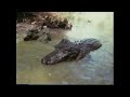 Reptiles Amphibians And Birds 1993 Cheesy Kids VHS