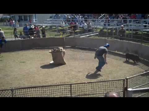 Wild Hog Catching Festival in Sabinal, TX
