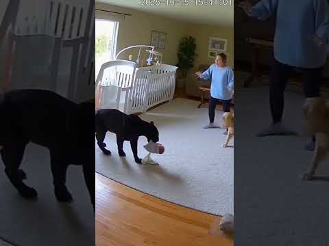📹 CCTV Footage: Dogs Protecting Babies from Wild Animals! 🐕👶