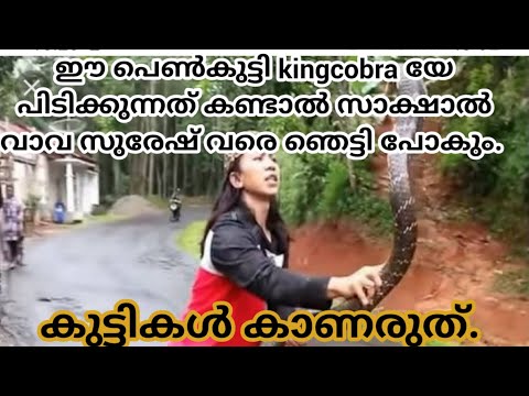 King cobra snake catching scene, talk n shoot travel vlogs kpac  Kerala India. vava Suresh.