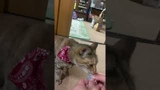 ちゅーる。 #shorts