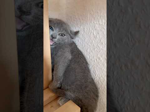 des chatons sauvages qui n’ont jamais eu de contacts avec l’humain  #catlover #chatsauvage #chaton