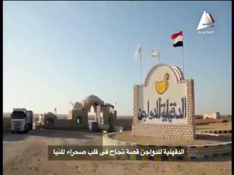 المشروع القومى للامهات بالمنيا التابع للدقهلية للدواجن