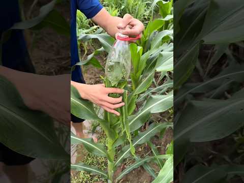 #shorts #agriculture #farming2024 #satisfying #machine #shot #EliteShortsUnleashed #5005