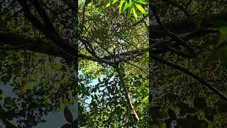 Caninana gigante #serpentes #animais
