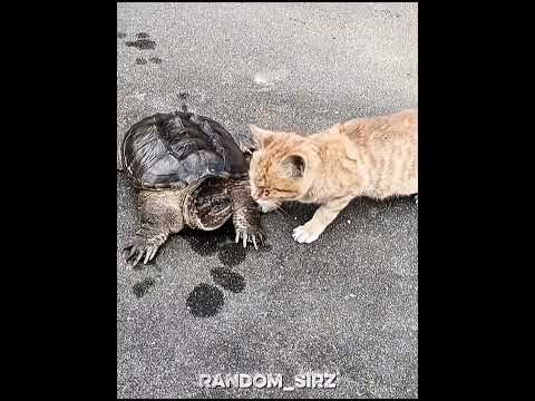 Cat's Flash Reflex ⚡😺 #cats #cat