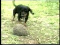 ДЕТСКИЕ ПЕСНИ "СОБАКА--СОБАЧКА!" 