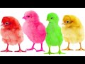 Learn Colors With Chicks Learn Indonesian Colors