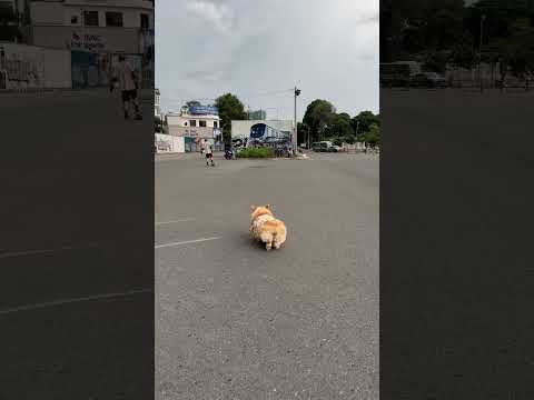 Eovi đi tập thể dục #music #alphabet #cover #song #eovivlog #pets #corgi #cute #funny