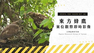 [閒聊] 東方蜂鷹當V有搞頭嗎？