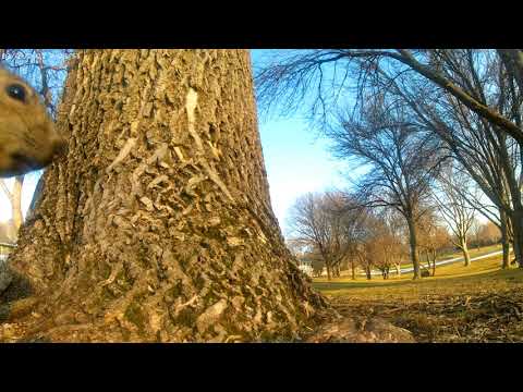 minnesota wildlife cute squirrel video 134