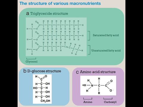 Carbs, Proteins & Fats: Sugars, Starches, Fiber, Glycogen, Amino Acids, Triglycerides, MUFA, PUFA