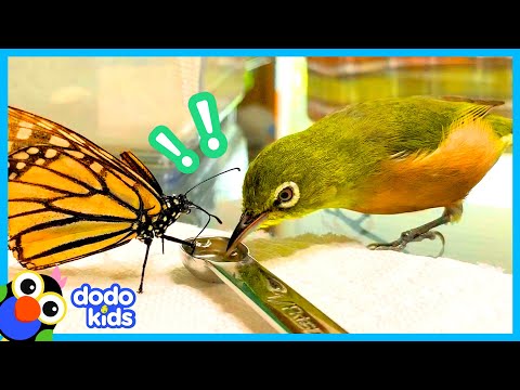 Anything Can Happen When You Live In A House Full Of Birds | Animal Videos For Kids | Dodo Kids