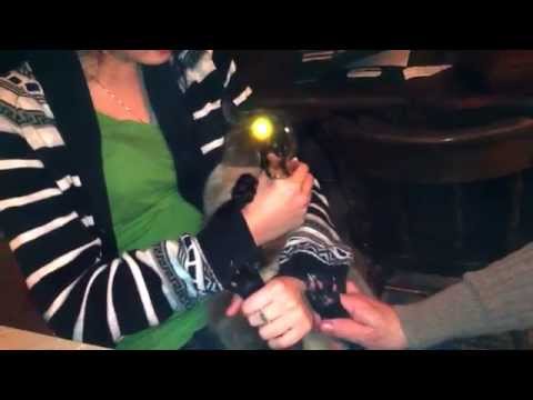 Our cat Sybil -  the devil