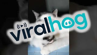 Father and Daughter Cats Share the Same 'Mask' || ViralHog
