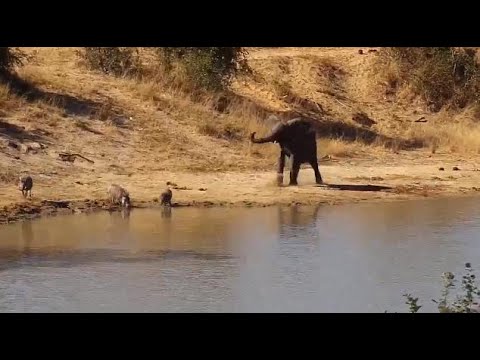 Djuma: Elephants and Warthogs face off - 13:36 - 06/14/20