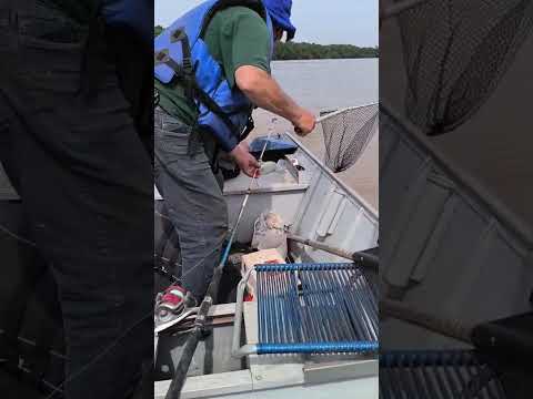 Pescaria  Esportiva do Dourado, Rio Ivai - Terra Boa - Parana!