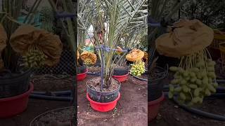 Download lagu Who says dates can't bear fruit in pots #dates #fruit #fruitfarmers #fruit gardens #farmers mp3