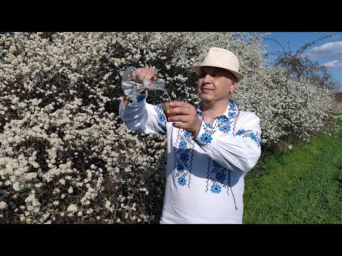 Dj Sebi ETNO  - Iar o inflorit palinca