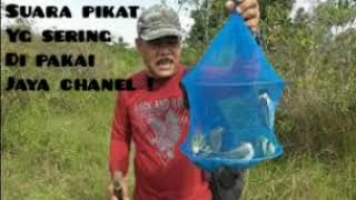 Download lagu SUARA PIKAT SEGALA JENIS BURUNG.ANDALAN JAYA CHANEL. mp3