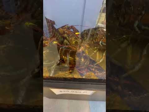 US$ 20,99 o quilo de lagosta viva no New Sagaya City Market em Anchorage, Alasca