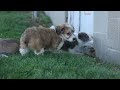 Corgipoo dogs for sale: NELLY - Video 1