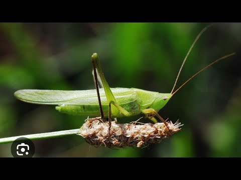Fried Grasshoppers: The Ugandan Cuisine You Need To Try | Nsenene Recipe - Cooking Channel