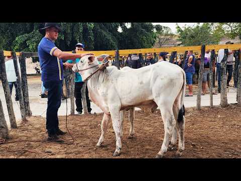 FEIRA DO GADO NO BOLA EM PANELAS-PE   01-03-2026 #nordeste