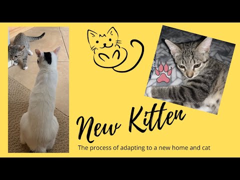 How Long Does it Take a New Kitten to Adjust to a New Home & Pet