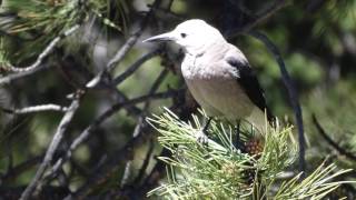 Maysa - &quot;Have Sweet Dreams&quot; for Liam