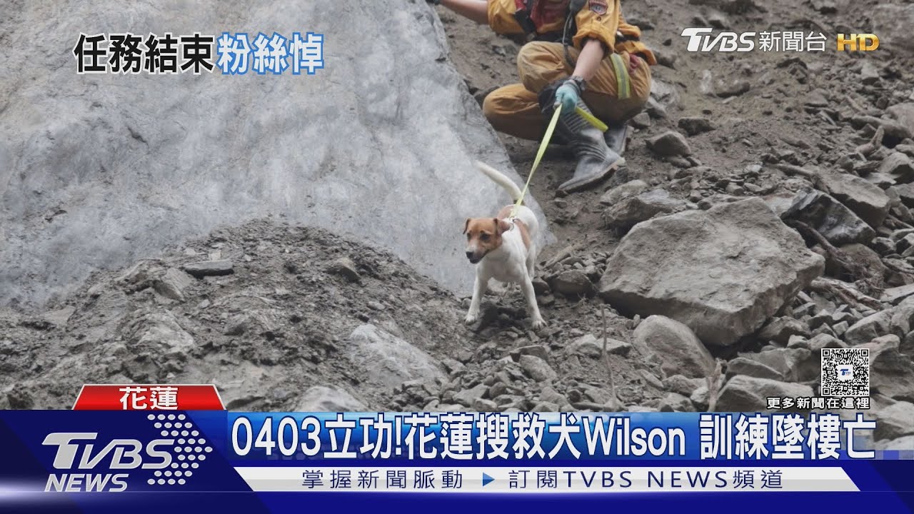 0403立功!花蓮搜救犬「特搜小鋼炮」Wilson 墜樓亡
