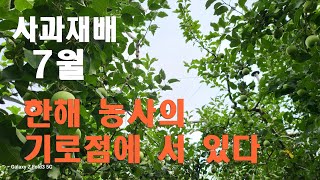 [사과재배] 장마기 누가 7월을 잘 견딜것인가/내우성과 확산 억제