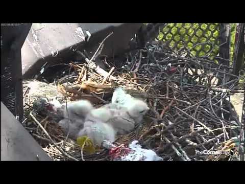 Sleepy Baby Red-tailed Hawks