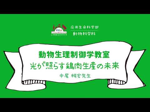 動物科学科 光が照らす鶏肉生産の未来【日本獣医生命科学大学 応用生命科学部 １分動画 動物生理制御学教室】