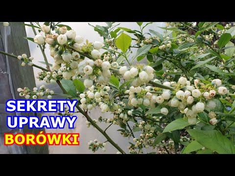 Secrets to Successful Blueberry Growing - Planting, Soil, Fertilizing, Watering, Care