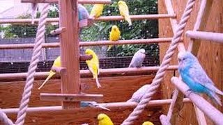 How to get your budgie out side of its cage