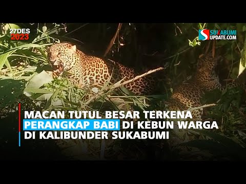 Macan Tutul Besar Terkena Perangkap Babi di Kebun Warga di Kalibunder Sukabumi
