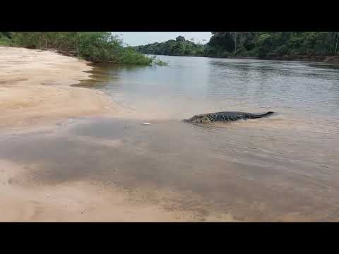 Ataque de Jacaré Açu no Guaporé