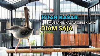 Download lagu CIBLEK GACOR NGEBREN variasi melimpah buat Pancingan Ciblek Semi bahan jadikan ciblek kristal gacor mp3