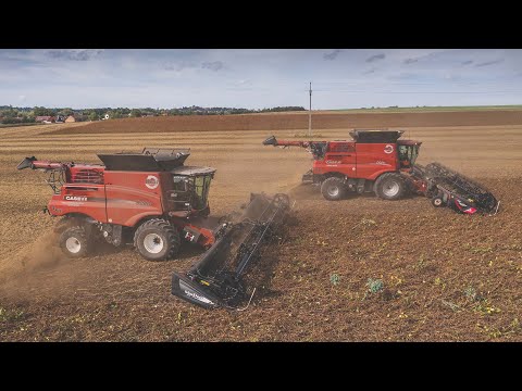 Soybean harvest 2021 - Case IH Axial Flow 9250 & 9240 + MacDon FD 140 & D75