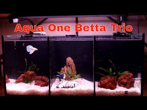 Aqua One Betta Trio Tank Set Up