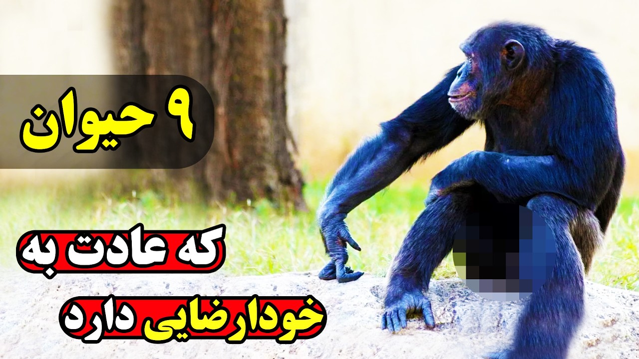 حیونات عجیبی که خودارضایی را به جفت گیری ترجیح میدهند