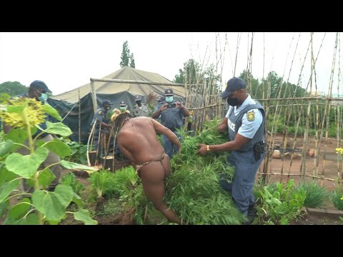 Afrique de Sud: un "roi" indigène arrêté pour avoir fait pousser du cannabis | AFP
