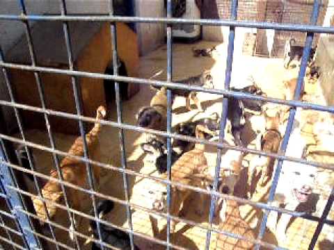 ESMA SHELTER Dogs part 5
