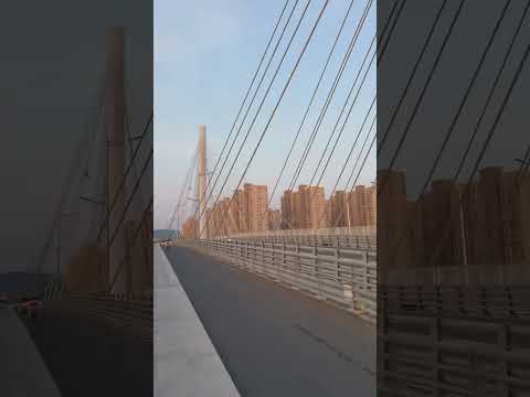 free fly cockatiel #cockatiel #birdsinging #parrot #fannyanimals