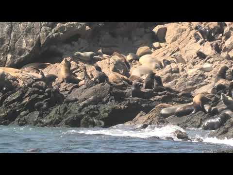 Tons of Northern Fur Seals! Making a Strong Comeback on These Islands!